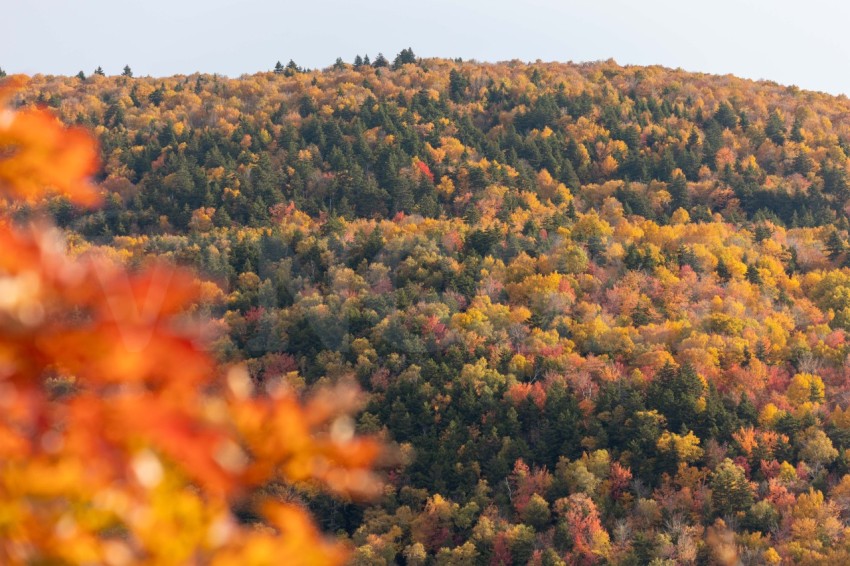 Scenic Fall Mountainside