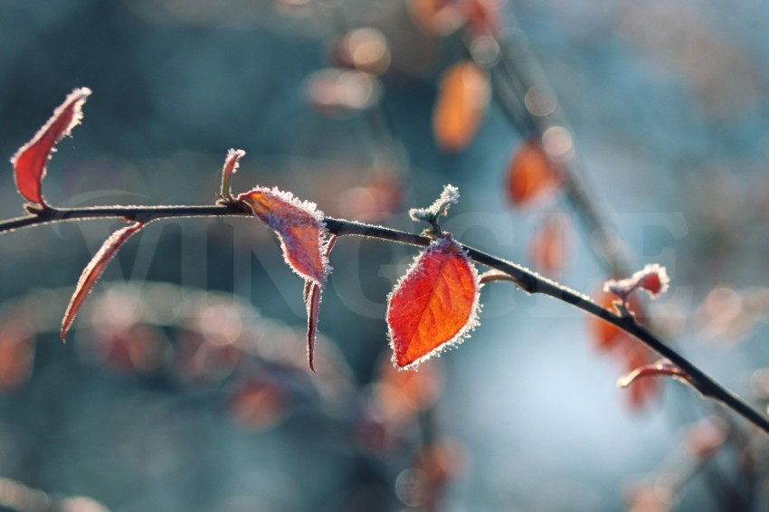 nature frost