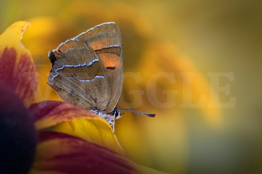 brown hairstreak